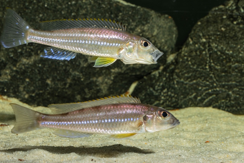 Reganochromis calliurus 'Kalalangabo'